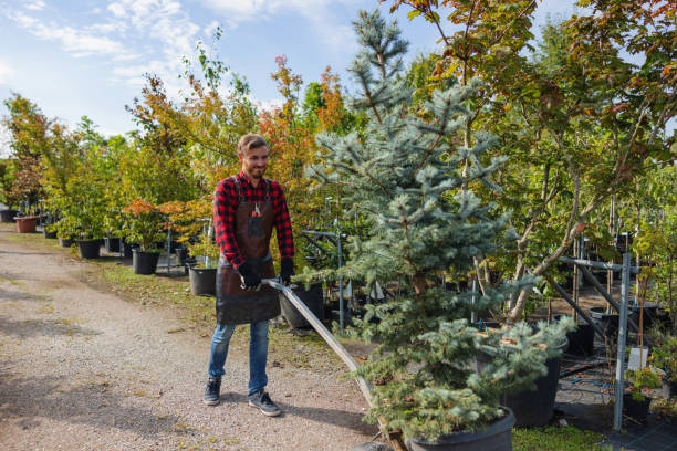 How Our Tree Care Process Works  in  East Atlantic Beach, NY